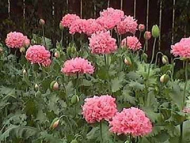 250 Organic PEONY POPPY MIX Papaver Paeoniflorum Mixed Colors Red, White, Pink, Black, Purple, Salmon, Bronze, Lilac, & Bicolor Flower Seeds